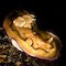 Nudibranch